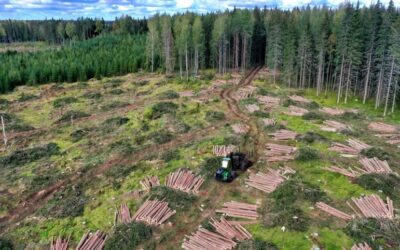 Metsade raadamise määrus lükkub 2026. aastasse